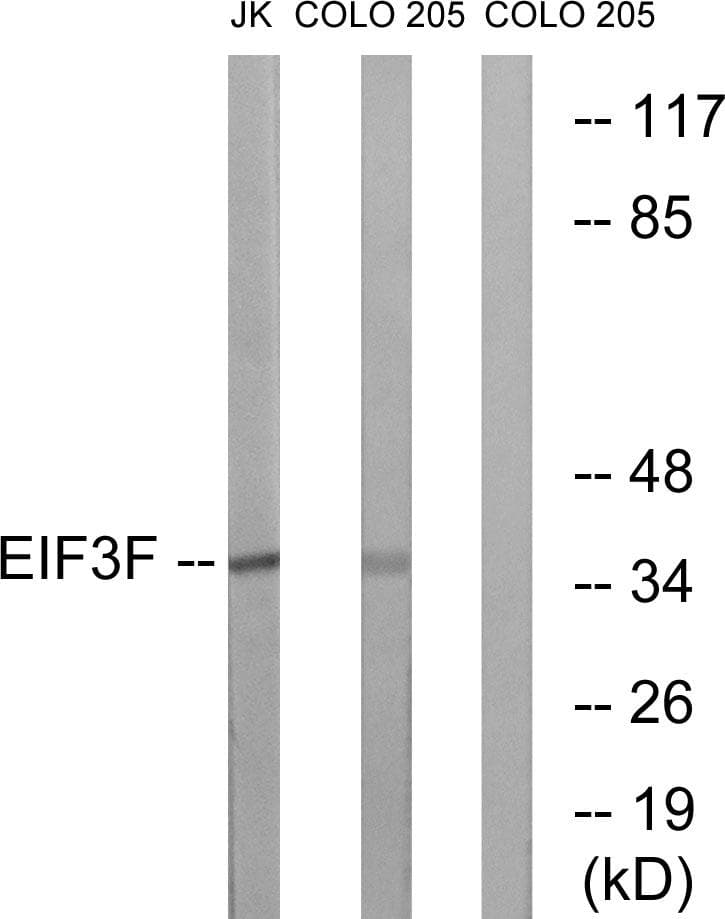 EIF3S5 / EIF3F Antibody