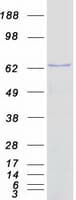 Human EIF3D Protein (Recombinant Myc-DDK (Flag))
