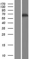 GAB3 Protein (Over-Expression Lysate Myc-DDK (Flag))