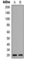 C9orf89 Antibody (Internal)
