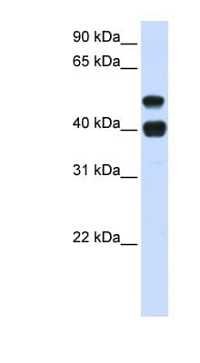 USP22 Antibody (aa72-121)