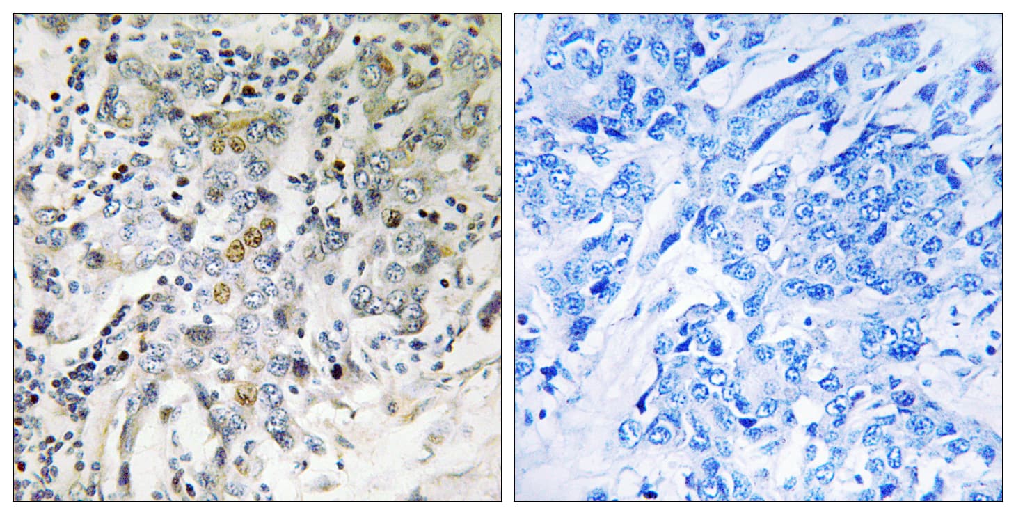 ELL2 Antibody (aa448-497)