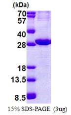 Human AMOG / ATP1B2 Protein (Recombinant His)