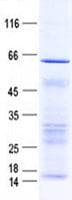 Human KIAA1328 Protein (Recombinant His, N-Terminal)