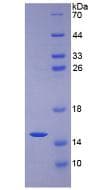 Human Mucin 2 / MUC2 Protein (Recombinant His, N-Terminal)