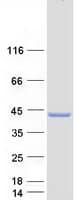 Human C12orf29 Protein (Recombinant Myc-DDK (Flag))