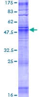 Human OR1F1 Protein (Recombinant GST)