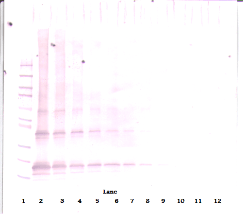 PathPlus™ Adiponectin Antibody