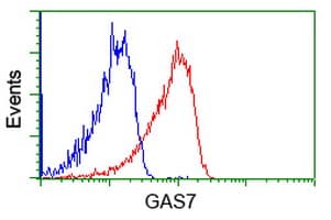 GAS7 Antibody (clone OTI4E6)