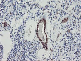 RBPMS / Hermes Antibody (clone OTI3B7)