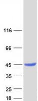 Human LCMT1 Protein (Recombinant Myc-DDK (Flag))