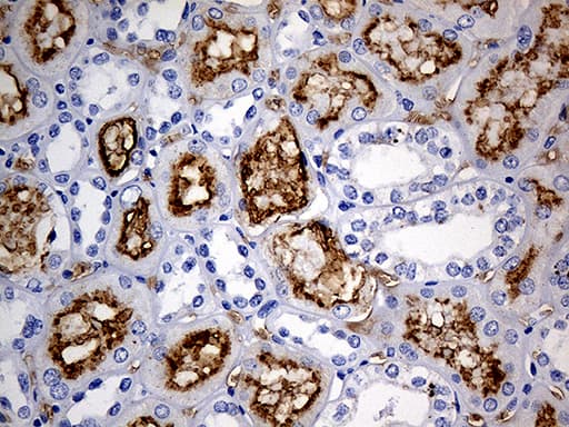 ACE / CD143 Antibody (aa642-1230, clone OTI2C8)