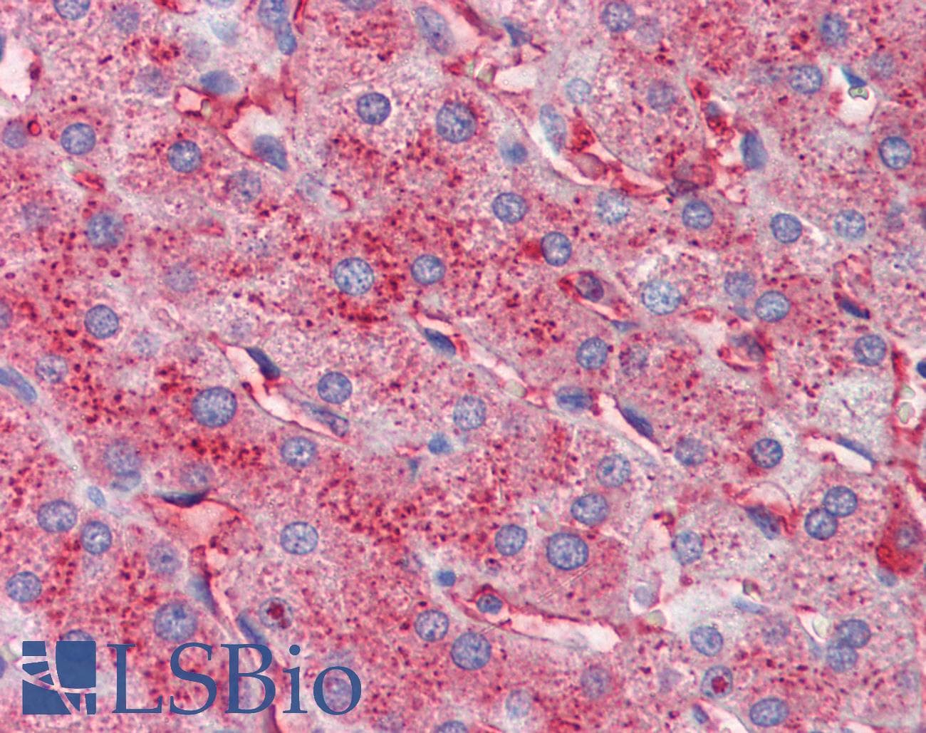 IHC-plus™ Polyclonal Goat anti-Human APOC3 / Apolipoprotein C III Antibody (IHC, WB)