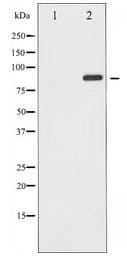 Polyclonal Rabbit anti-Human GRIA2 / GLUR2 Antibody (IHC, WB)