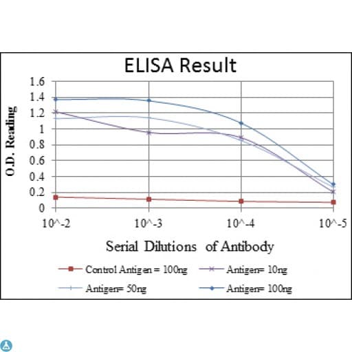 LMNA / Lamin A+C Antibody