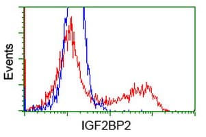 IGF2BP2 Antibody (clone OTI4D10)