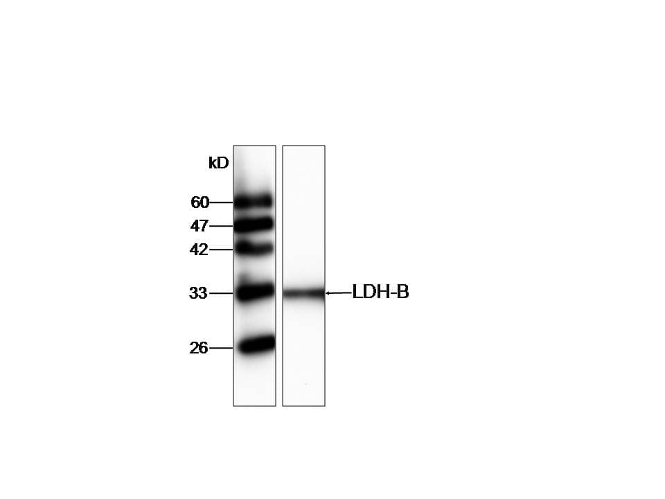 LDHB / Lactate Dehydrogenase B Antibody