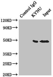 KYNU Antibody