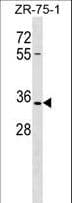 OR2L8 Antibody (aa207-235)