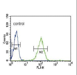 Polyclonal Rabbit anti-Human NOS3 / eNOS Antibody (aa48-75, IHC, IF, WB)