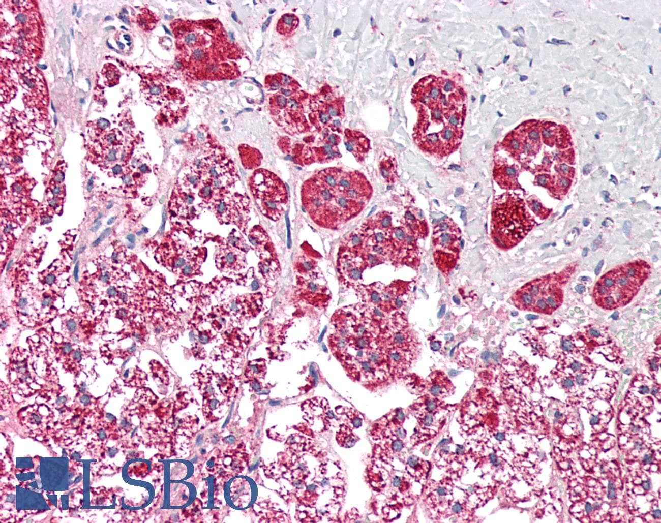 IHC-plus™ PCCB Antibody