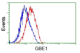 Monoclonal Mouse anti-Human GBE1 Antibody (clone OTI1D11, IHC, IF, WB)