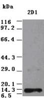 NTF3 / Neurotrophin 3 Antibody (clone OTI2D1)