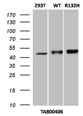 IDH1 / IDH Antibody (clone OTI3G9, Carrier-free)