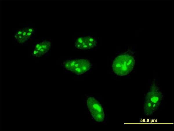 Monoclonal Mouse anti-Human Histone H4 Antibody (clone 6D4, IF)