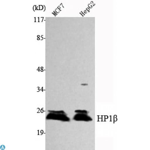CBX1 / HP1 Beta Antibody