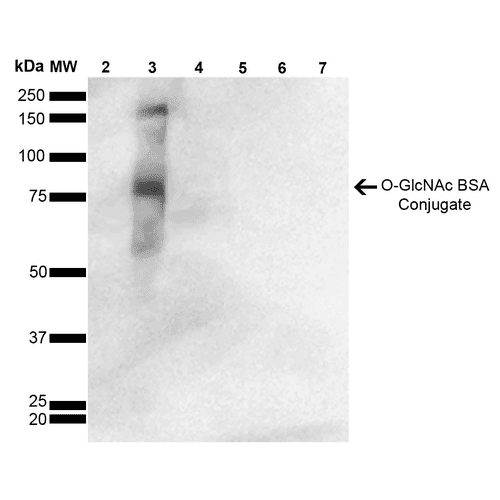 OGT / O-GLCNAC Antibody (clone 9H6, PerCP)