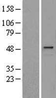 HYAL1 Protein (Over-Expression Lysate Myc-DDK (Flag))