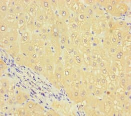 SEC14L4 Antibody