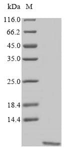 Artemisia Non-specific lipid-transfer protein (Recombinant)