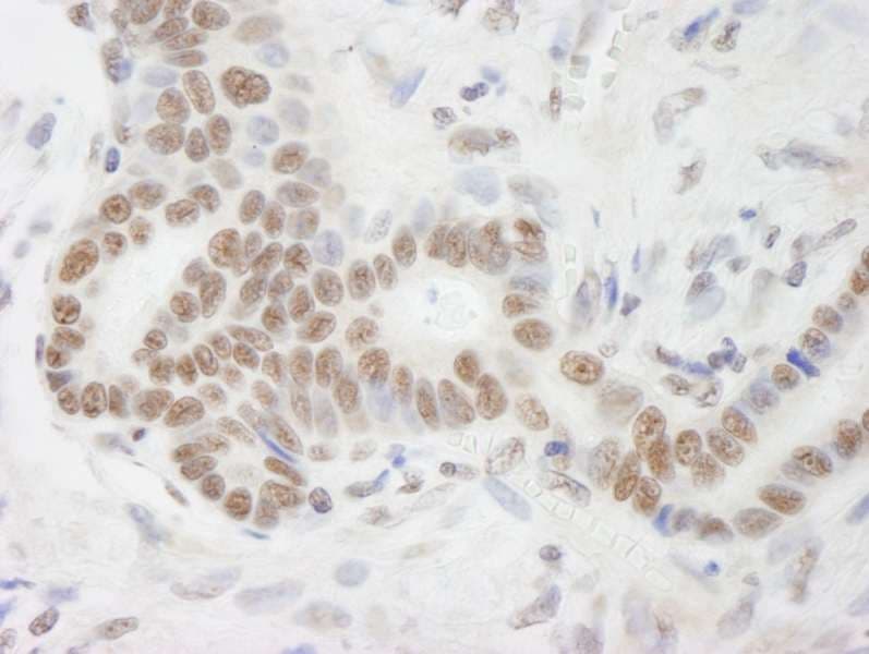 DHX9 Antibody (aa1220-C-term)