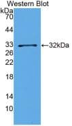BDNF Antibody (Biotin)