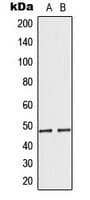 Polyclonal Rabbit anti-Human MRPS27 Antibody (N-Terminus, WB)