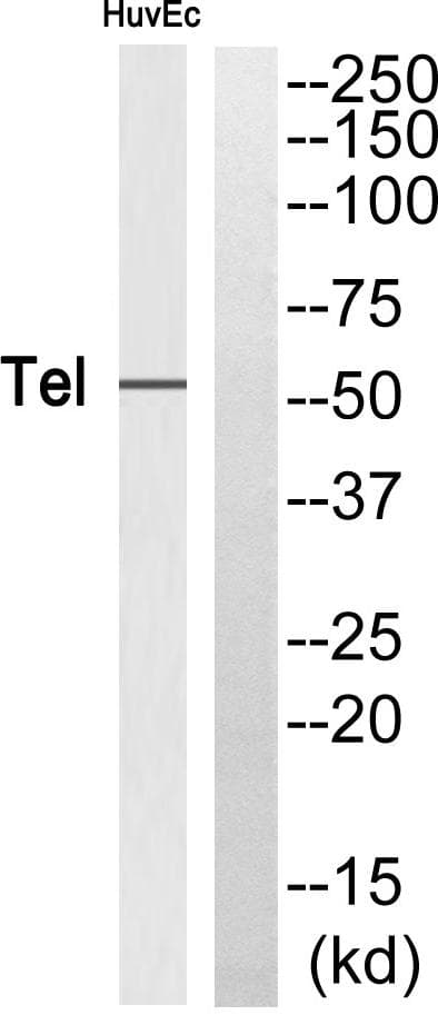 ETV6 / TEL Antibody (p257)