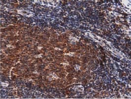 DNAJA2 Antibody (clone OTI1G3)