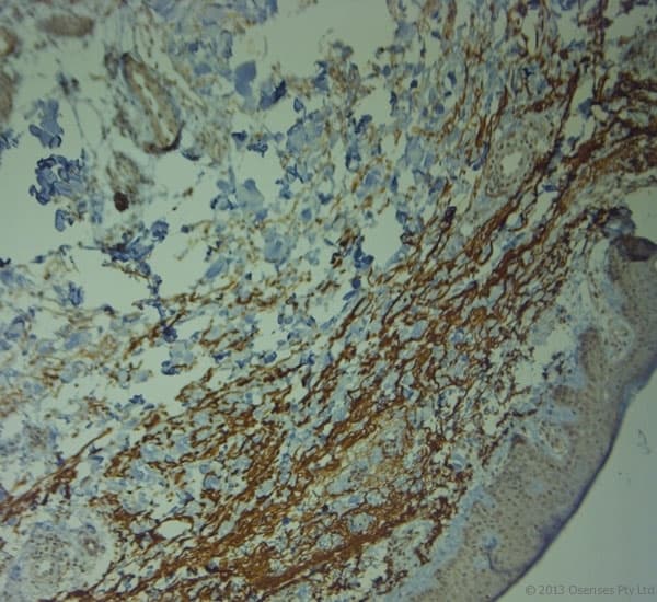 TJP2 / ZO2 / ZO-2 Antibody (aa740-790)