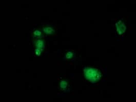 SAMHD1 Antibody (clone OTI3B9)
