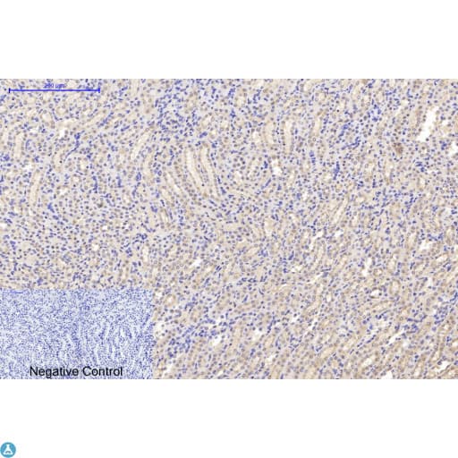 TUBA1B / Tubulin Alpha 1B Antibody