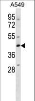 WDR45 Antibody (aa17-46)