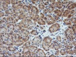 MAP2K1 / MKK1 / MEK1 Antibody (clone OTI1B4, Carrier-free)