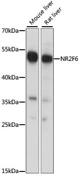 EAR2 / NR2F6 Antibody