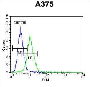 Polyclonal Rabbit anti-Human CS / Citrate Synthase Antibody (aa27-55, IHC, WB)
