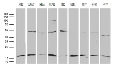 POLR2H / RPB8 Antibody (aa2-150, clone OTI4A12)