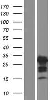 AMELX Protein (Over-Expression Lysate Myc-DDK (Flag))
