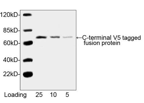 V5 Tag Antibody (clone 4C12E11, HRP)