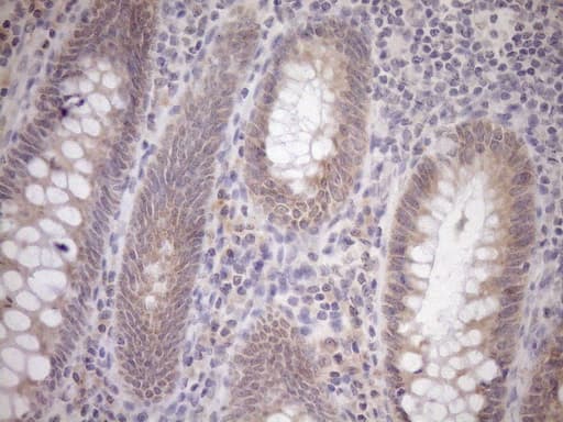 GEMIN8 Antibody (clone OTI1E5)